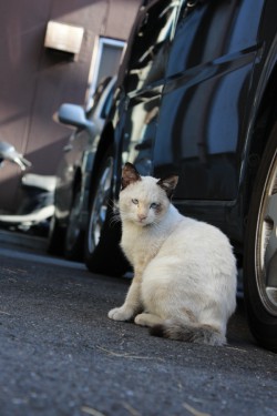 ここで暮らす猫